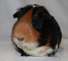 Frieda