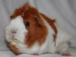Norbert