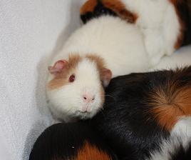 Bertha