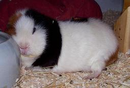Inge